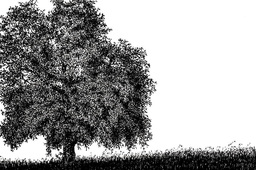 Walnut tree pen drawing