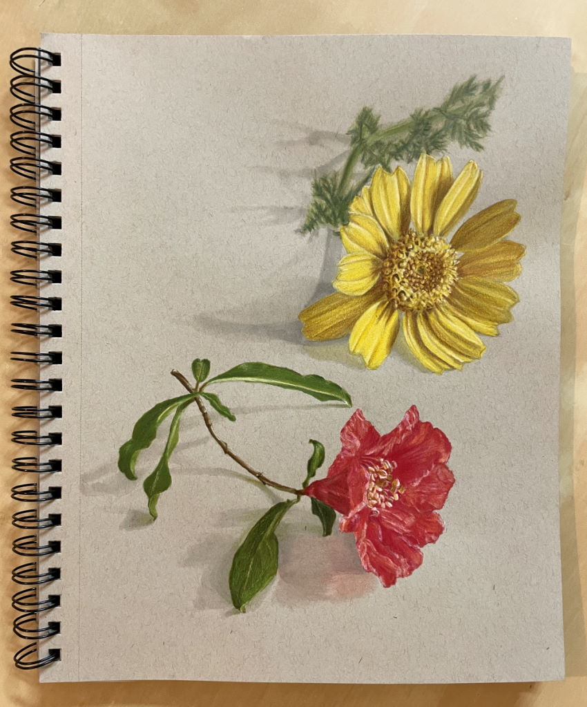 Realistic colored pencil drawing of two flowers, crown daisy and pomegranate