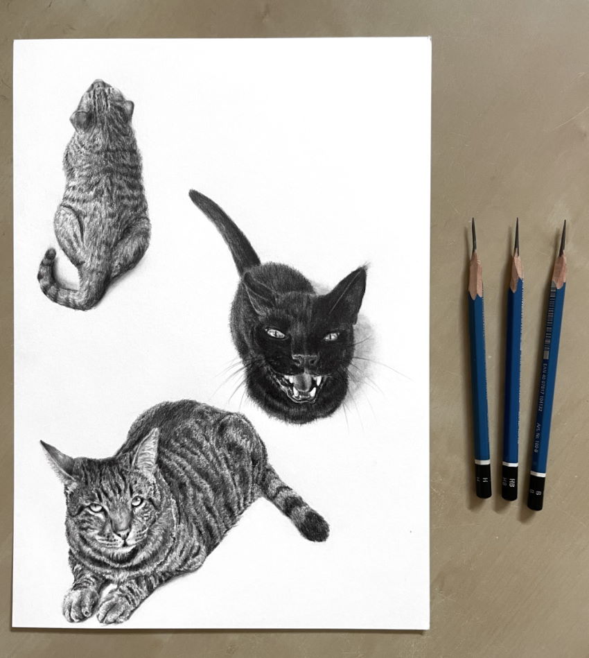 Realistic cat drawings with graphite pencils