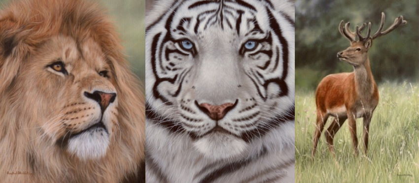 Wildlife drawings by Rachel Stribling