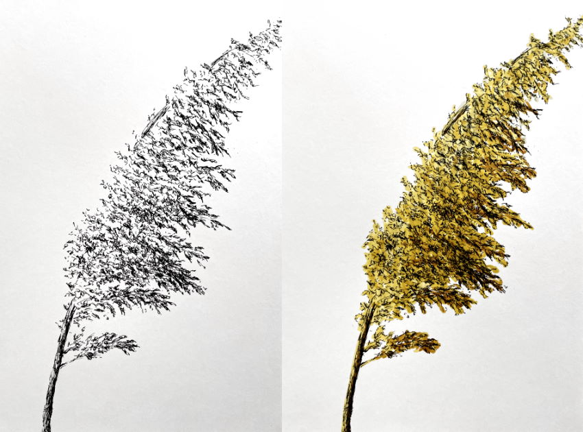 Reed plant marker drawing