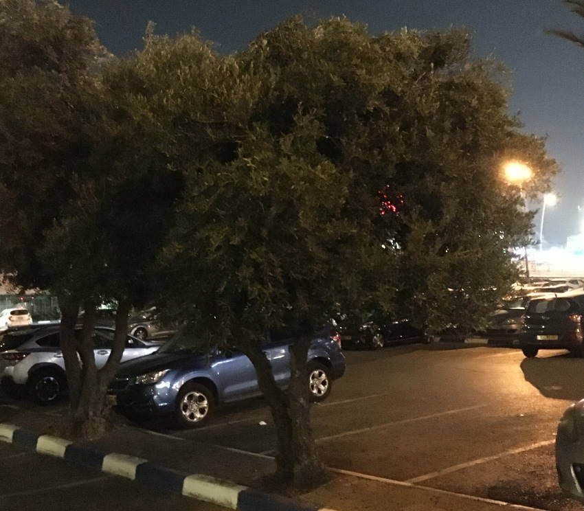 A photograph of an olive tree at night
