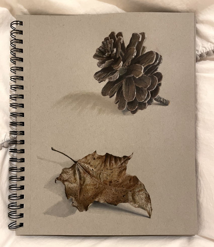 Realistic colored pencils drawing of a dead leaf and a pine cone