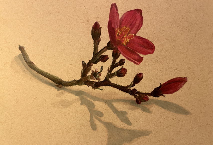 Realistic drawing of a red flower